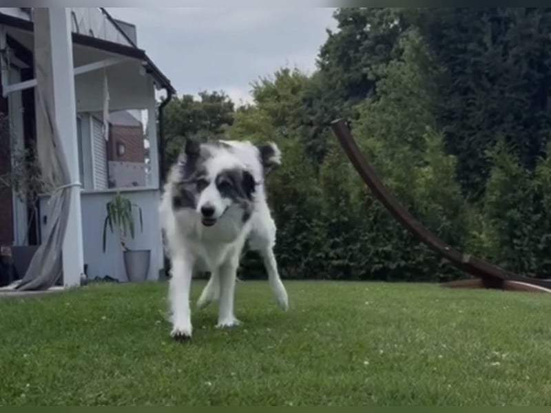 BELLA sucht ihr Für-immer-Zuhause