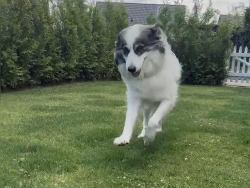 BELLA sucht ihr Für-immer-Zuhause