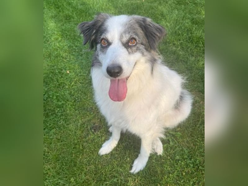 BELLA - liebe, menschenbezogene Hündin sucht ihr Zuhause
