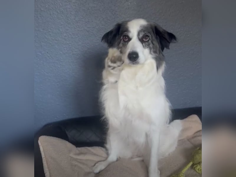 BELLA - liebe, menschenbezogene Hündin sucht ihr Zuhause