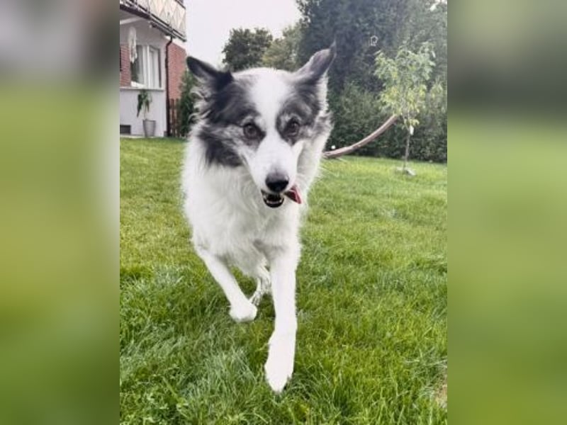 BELLA - liebe, menschenbezogene Hündin sucht ihr Zuhause