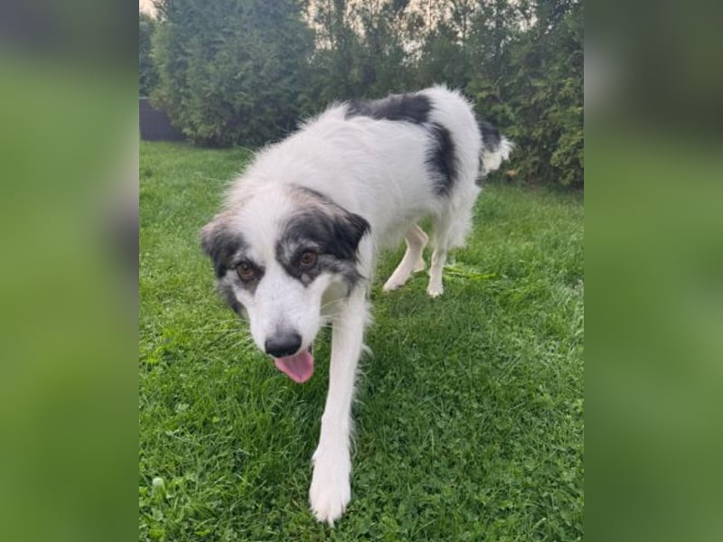 BELLA - liebe, menschenbezogene Hündin sucht ihr Zuhause