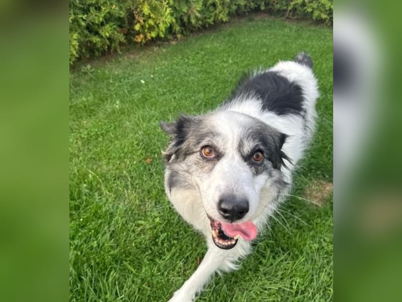 BELLA - liebe, menschenbezogene Hündin sucht ihr Zuhause