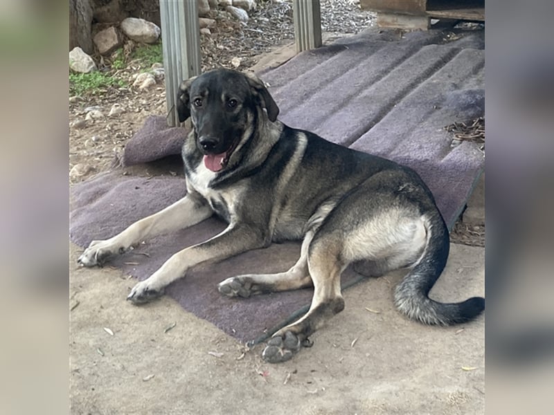 Mino sucht ein Zuhause