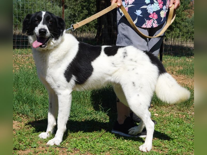 Ruff ist bereits auf einer Pflegestelle in Deutschland