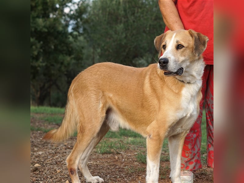 Shiwas sucht ein Zuhause