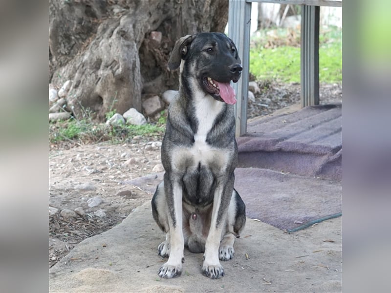 Mino sucht ein Zuhause