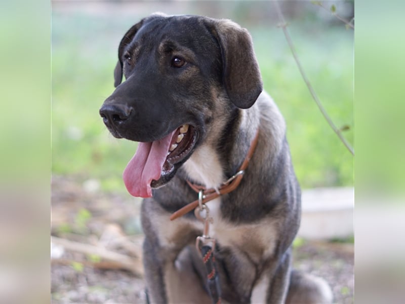 Mino sucht ein Zuhause