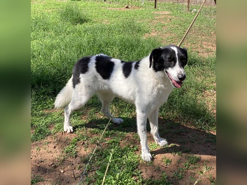 Ruff ist bereits auf einer Pflegestelle in Deutschland