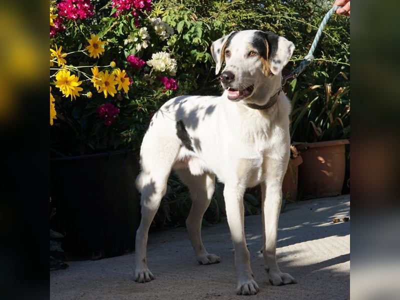 Jeik sucht ein Zuhause