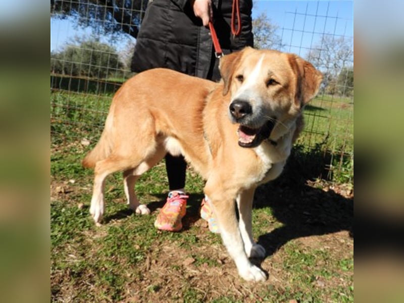 Shiwas sucht ein Zuhause