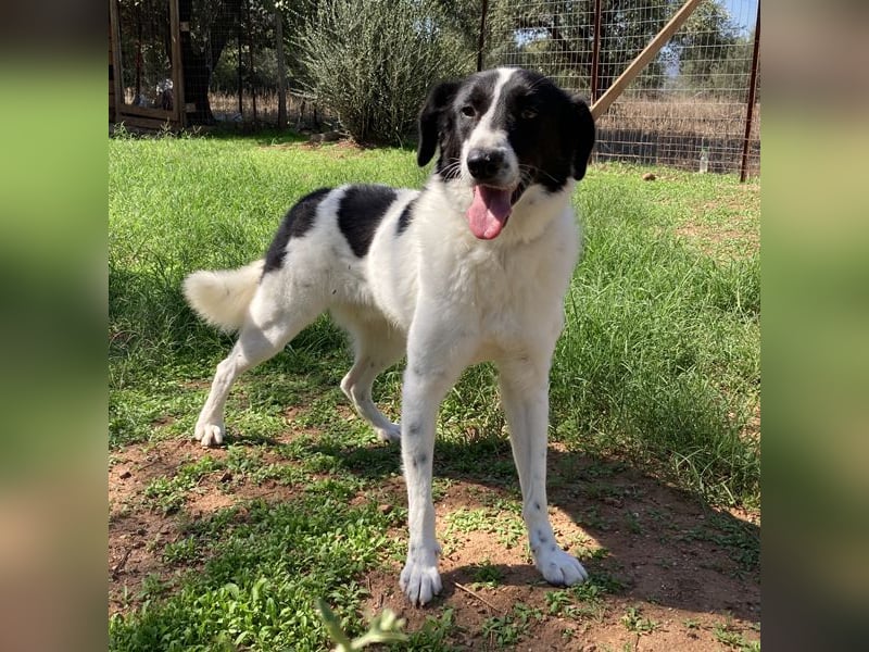 Ruff ist bereits auf einer Pflegestelle in Deutschland