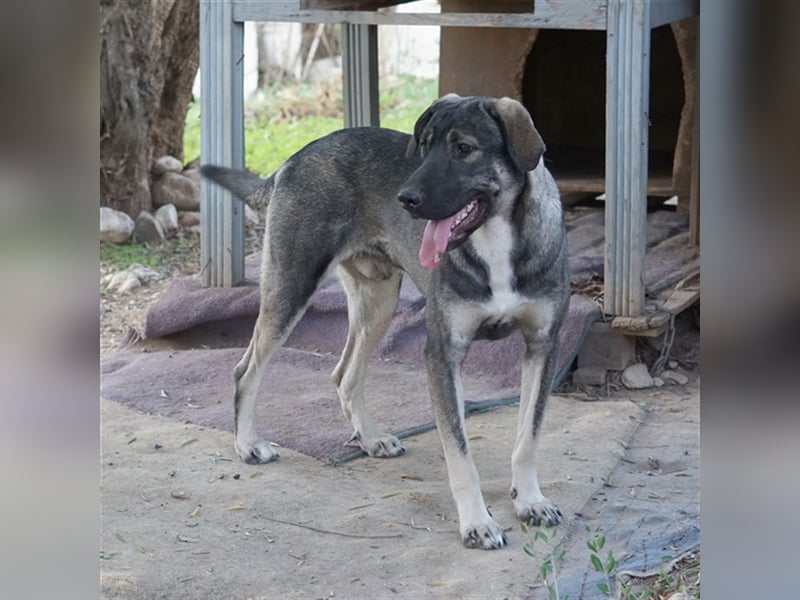 Mino sucht ein Zuhause