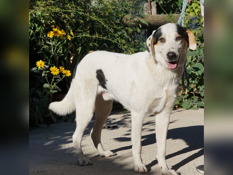 Jeik sucht ein Zuhause