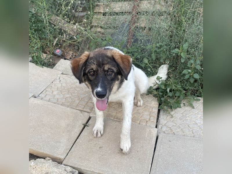 Wilma sucht ein Zuhause