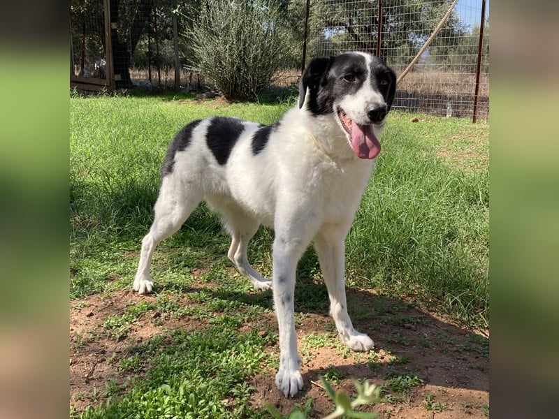 Ruff ist bereits auf einer Pflegestelle in Deutschland