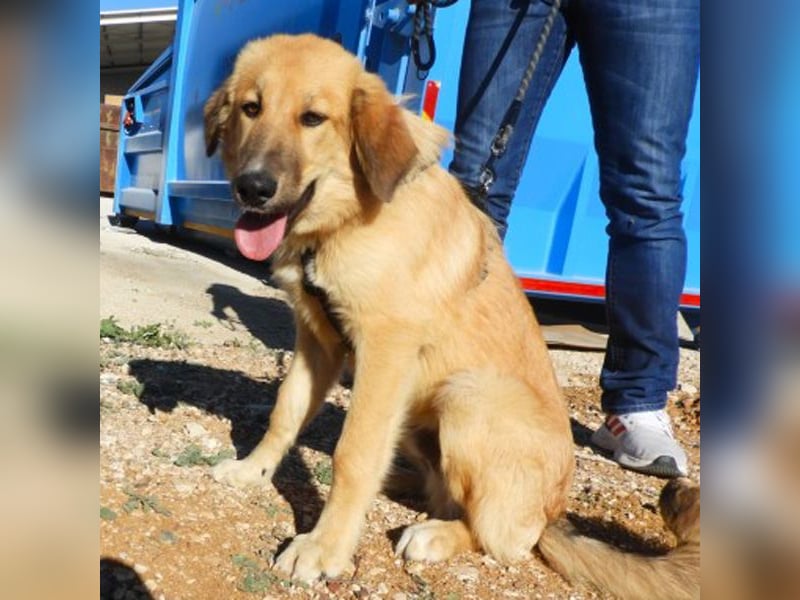 Kenny sucht ein Zuhause