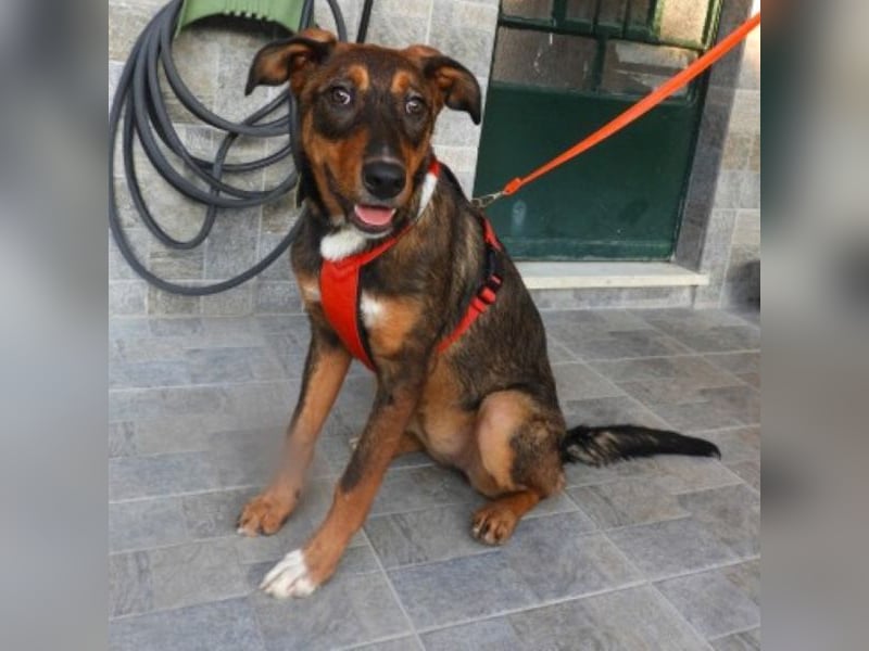 Zozefina sucht ein Zuhause
