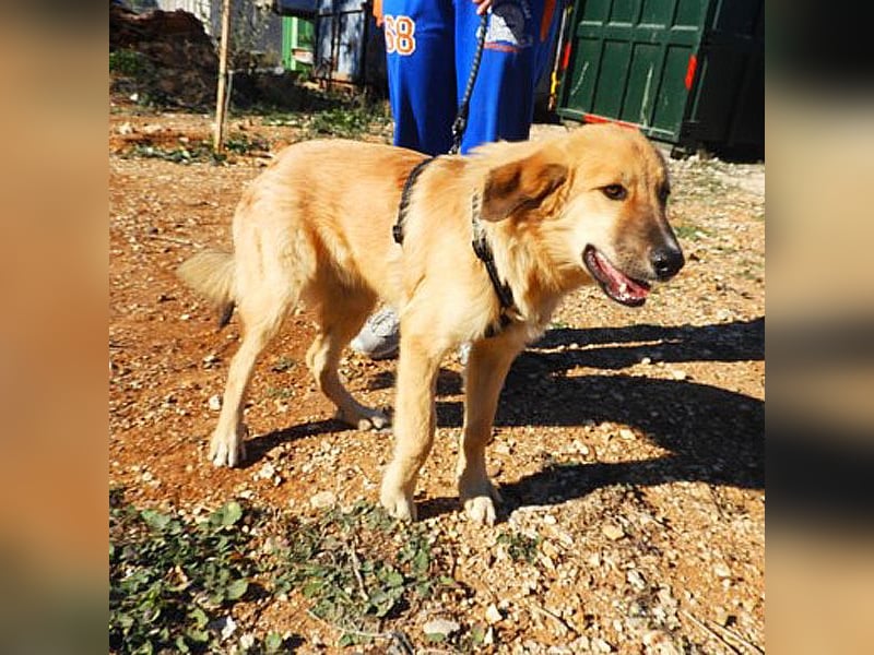 Kenny sucht ein Zuhause