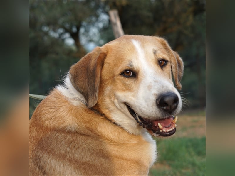 Shiwas sucht ein Zuhause