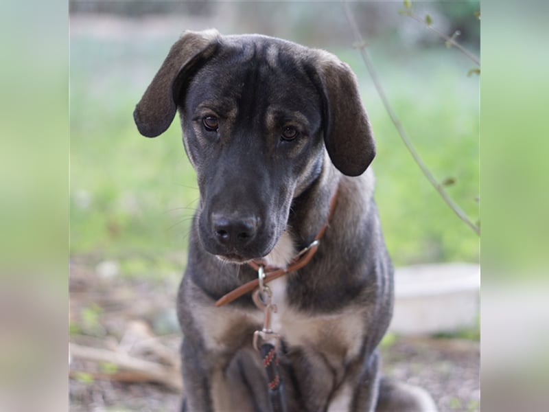 Mino sucht ein Zuhause