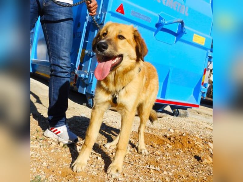 Kenny sucht ein Zuhause