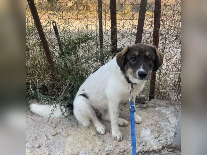 Wilma sucht ein Zuhause
