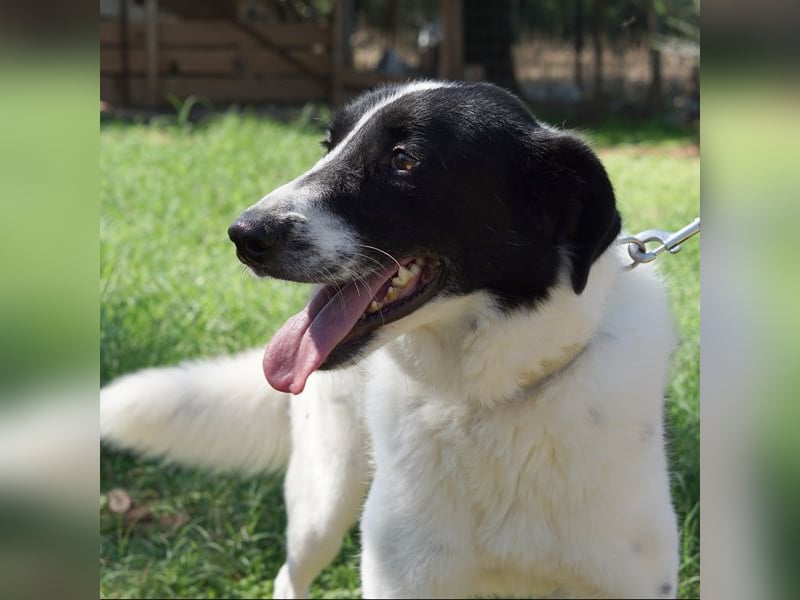 Ruff ist bereits auf einer Pflegestelle in Deutschland