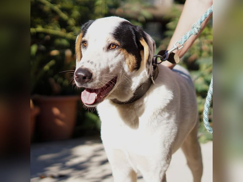 Jeik sucht ein Zuhause