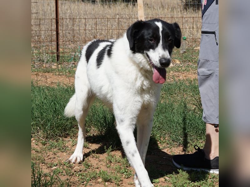 Ruff ist bereits auf einer Pflegestelle in Deutschland