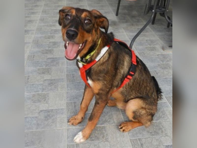Zozefina sucht ein Zuhause