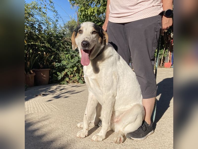 Jeik sucht ein Zuhause