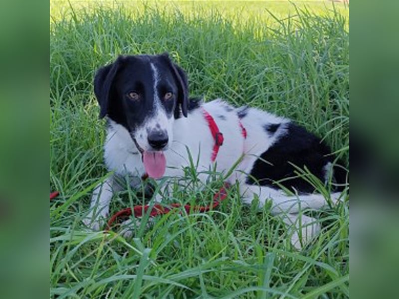 Leon sucht ein Zuhause