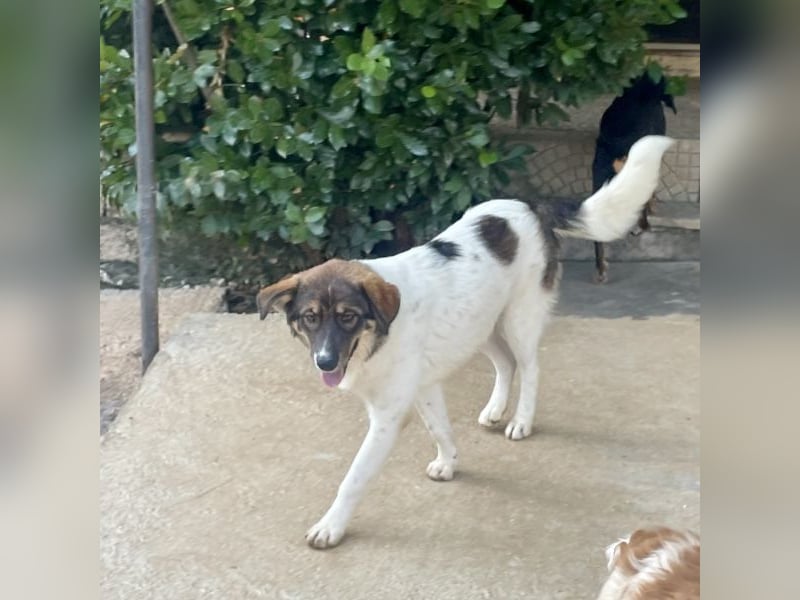 Wilma sucht ein Zuhause
