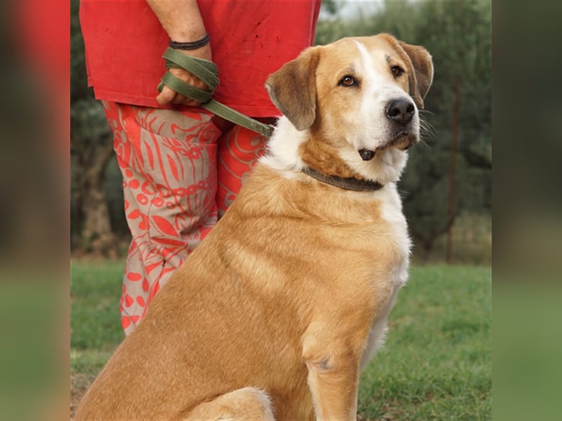 Shiwas sucht ein Zuhause