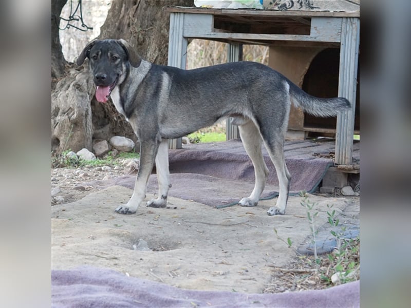 Mino sucht ein Zuhause