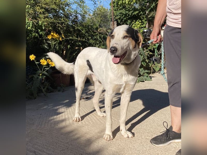 Jeik sucht ein Zuhause