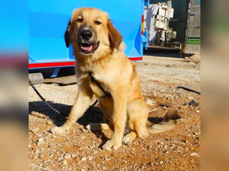 Kenny sucht ein Zuhause