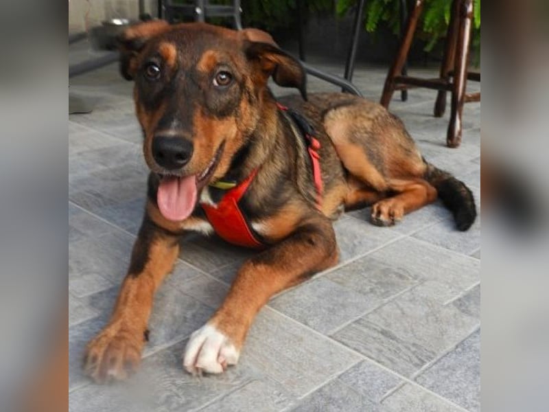 Zozefina sucht ein Zuhause