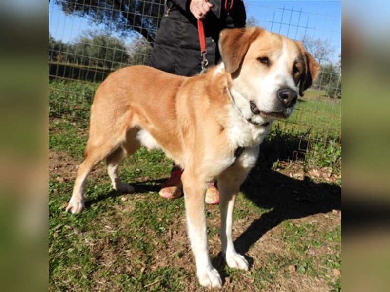 Shiwas sucht ein Zuhause