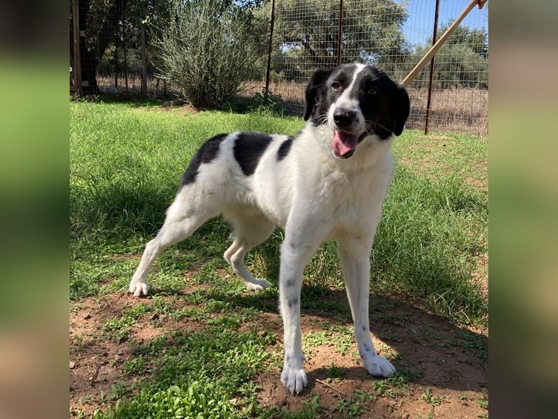 Ruff ist bereits auf einer Pflegestelle in Deutschland