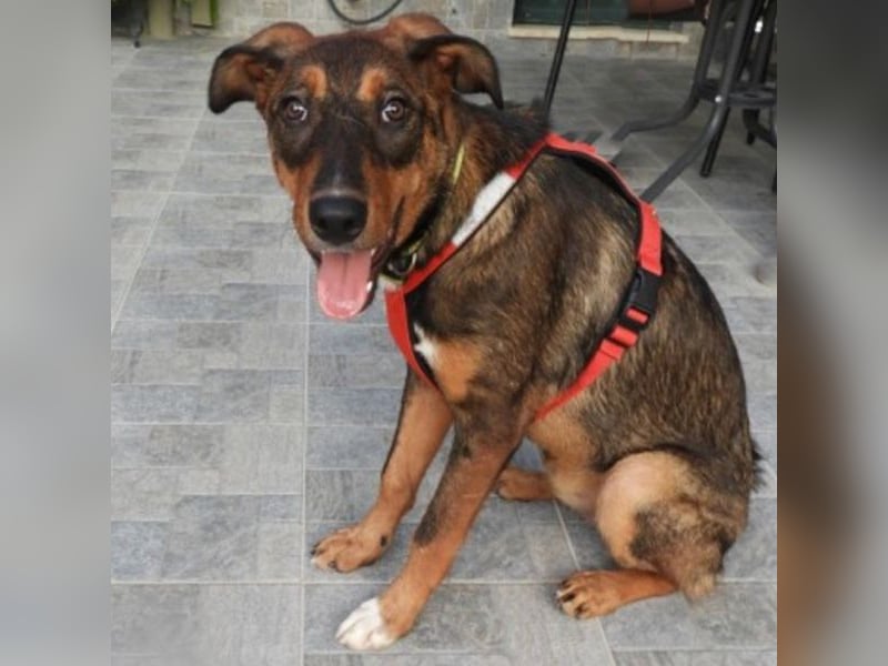Zozefina sucht ein Zuhause