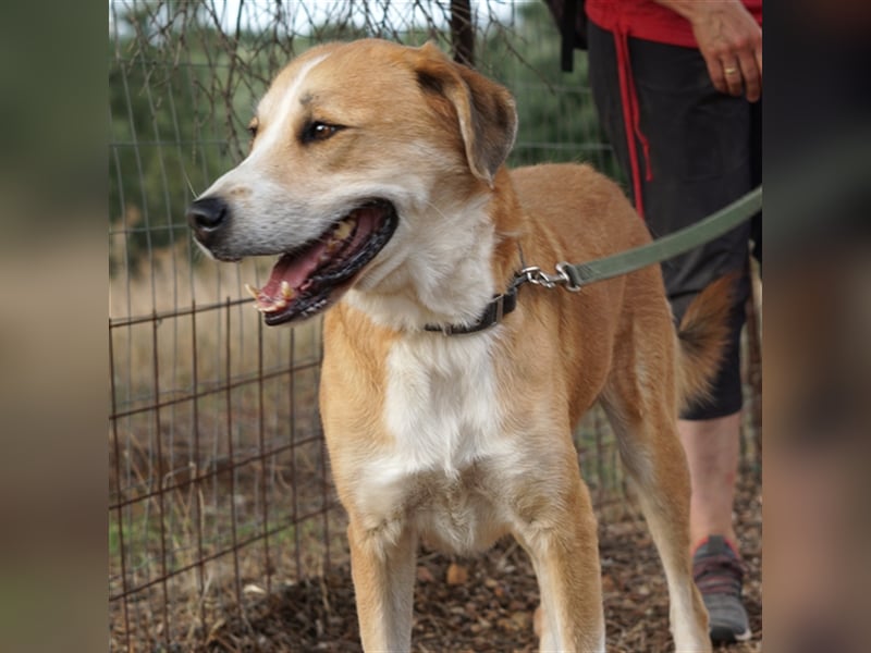 Shiwas sucht ein Zuhause