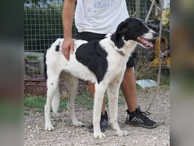 Leon sucht ein Zuhause