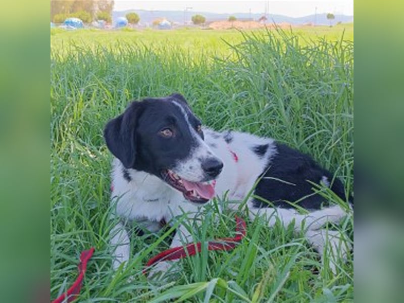 Leon sucht ein Zuhause