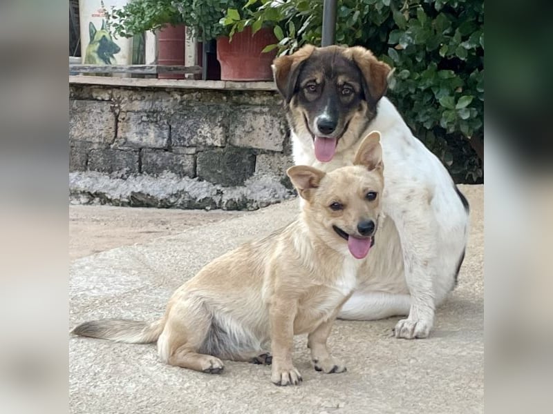 Wilma sucht ein Zuhause