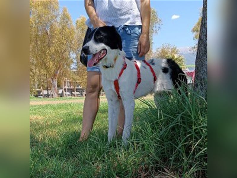 Leon sucht ein Zuhause