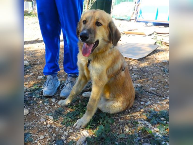 Kenny sucht ein Zuhause