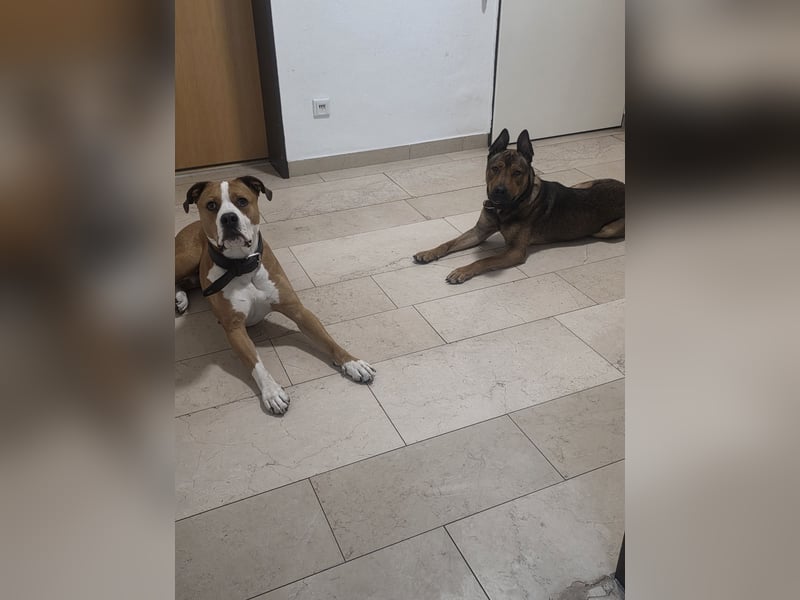 Traumhafter Malinois Mischling sucht liebevoller Famillie