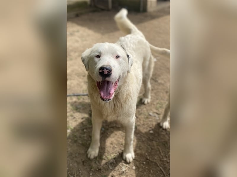 Ambar, geb. ca. 06/2023, lebt in GRIECHENLAND, auf einer privaten Pflegestelle